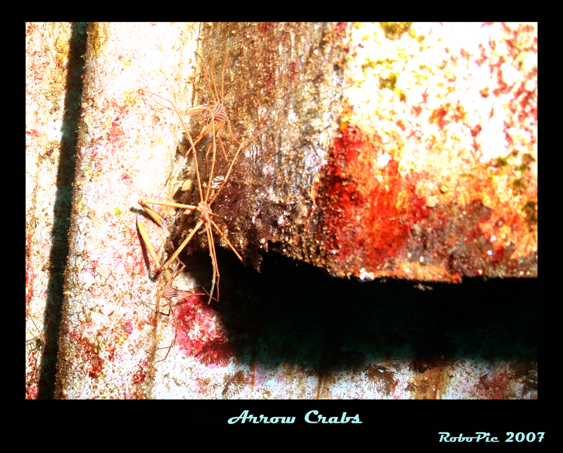 Oriskany Arrow Crabs