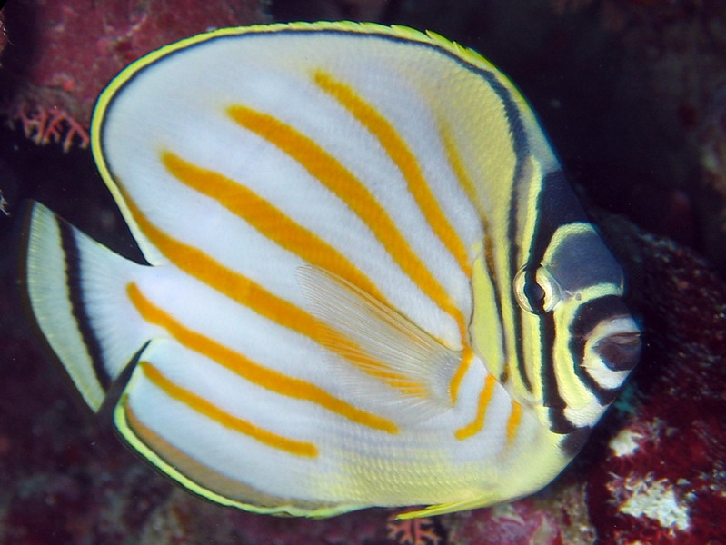 Ornate Butteflyfish