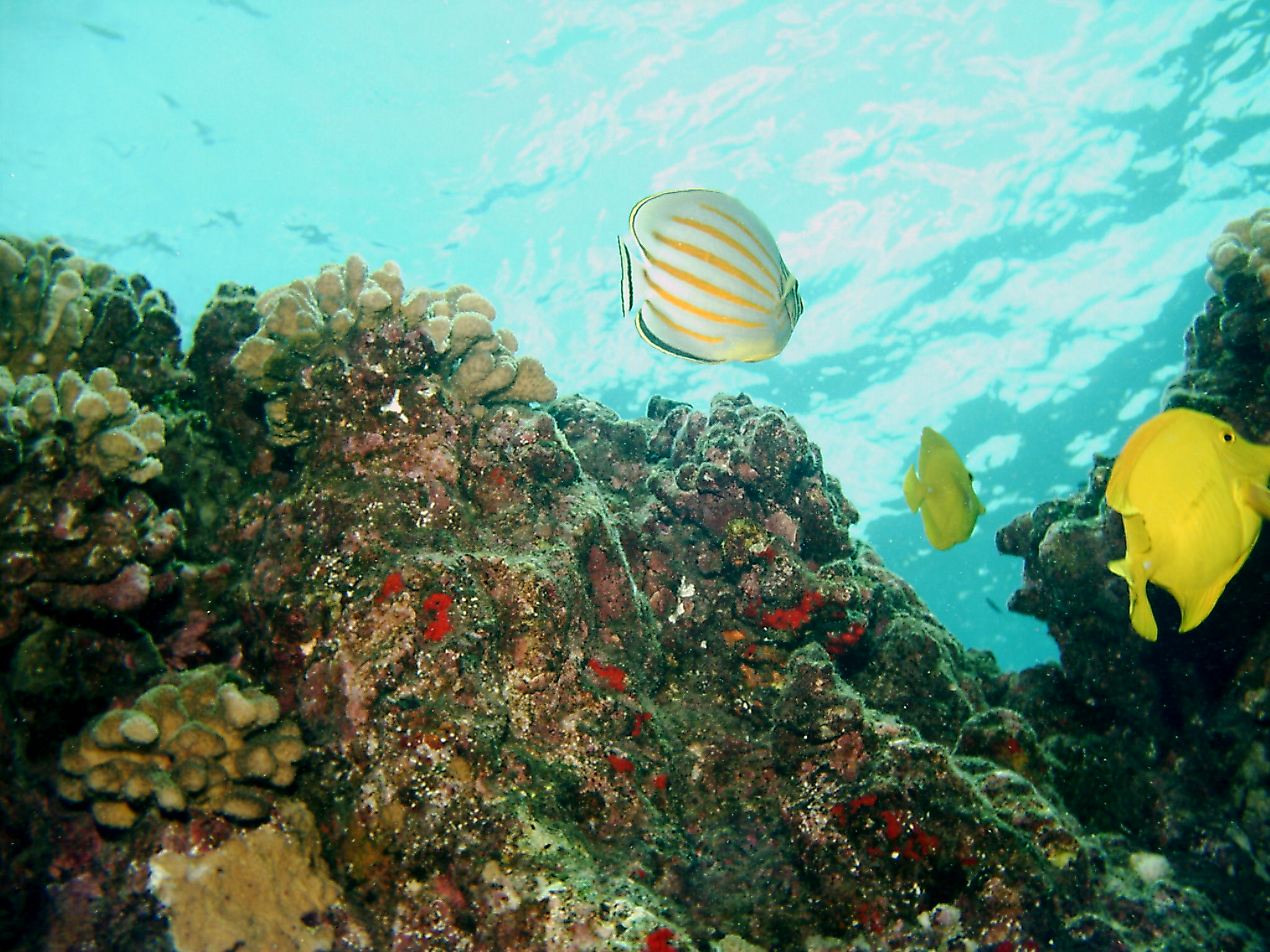 Ornate Butterfly Fish