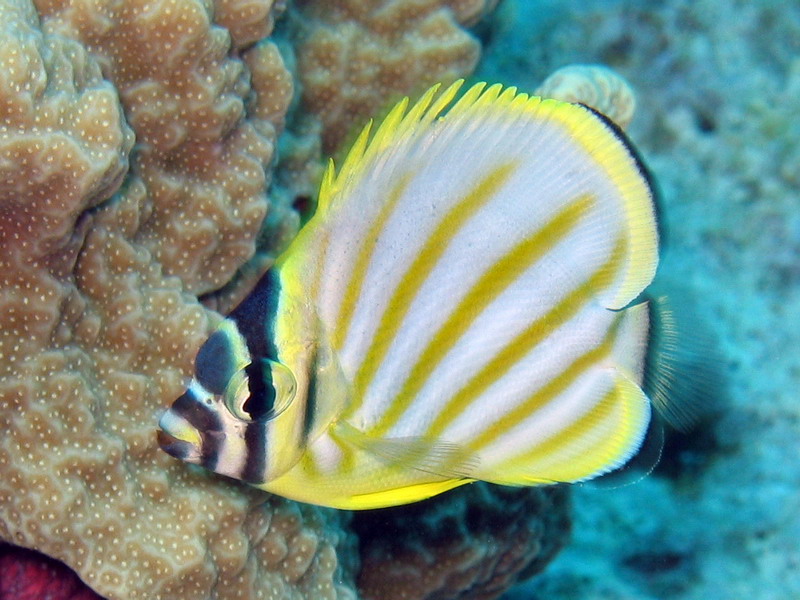 Ornate Butterflyfish Juv