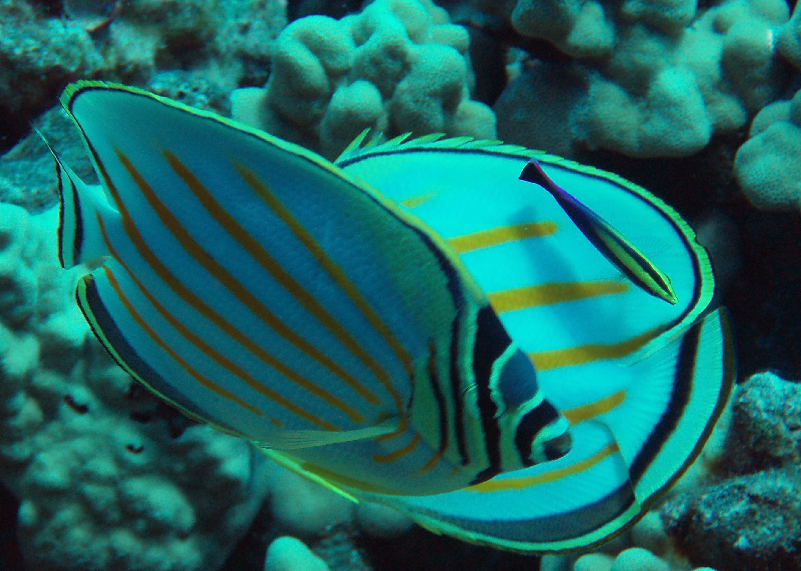 Ornate Butterflyfish