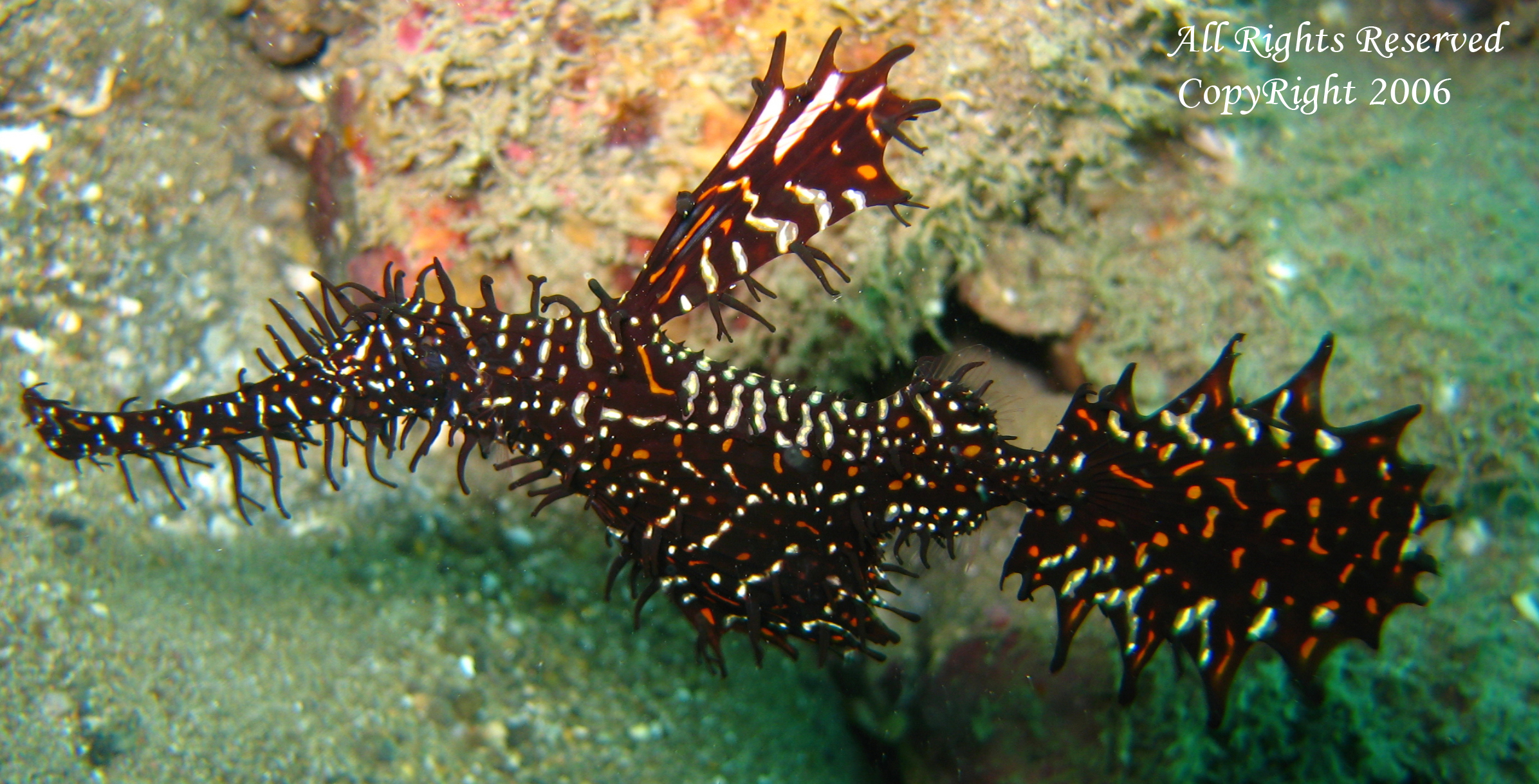 Ornate Ghost Pipe Fish Super High Resolution