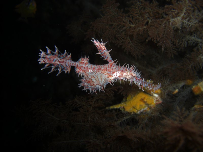 Ornate ghost pipe fish