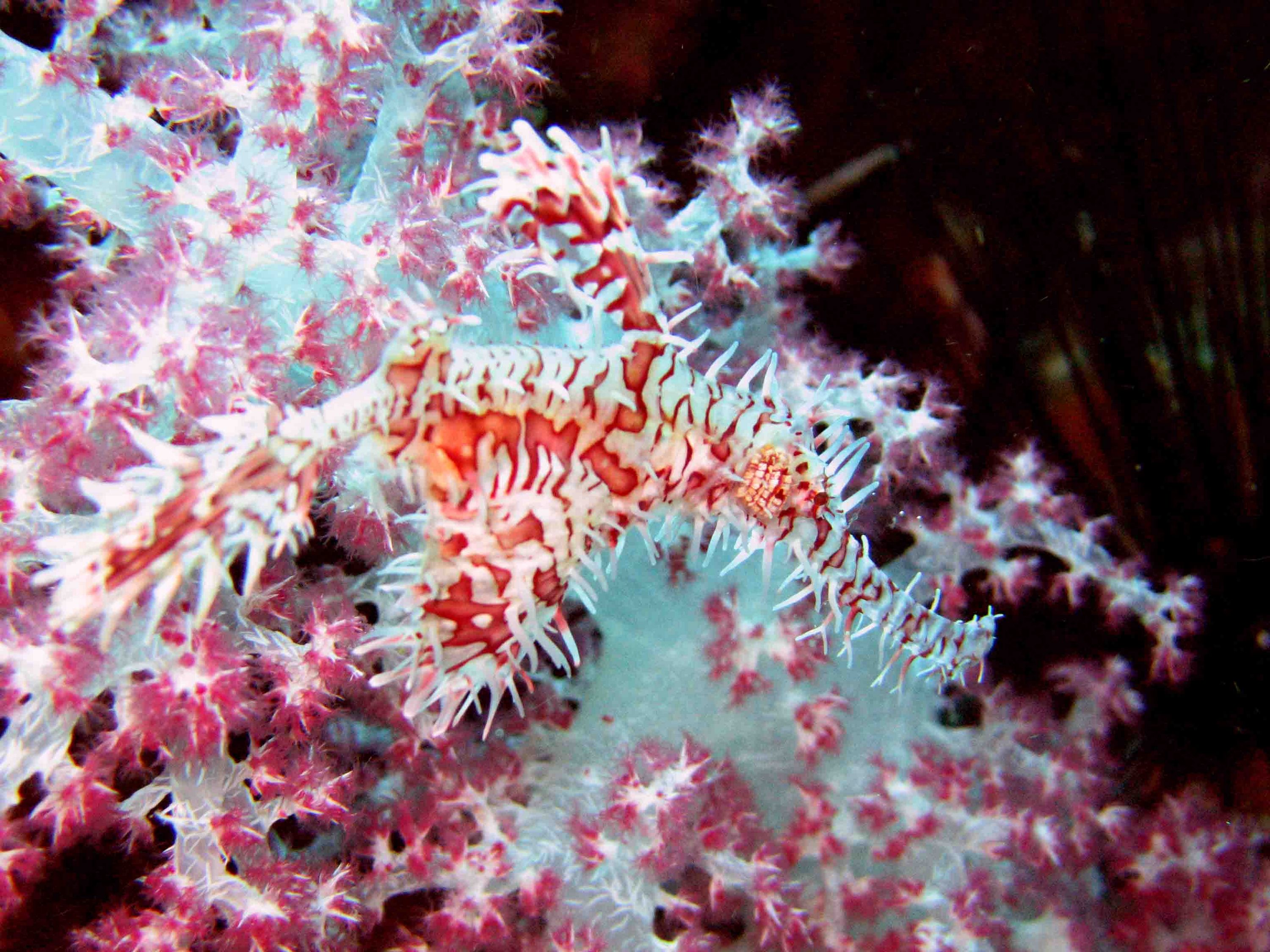 Ornate Ghost Pipe Fish