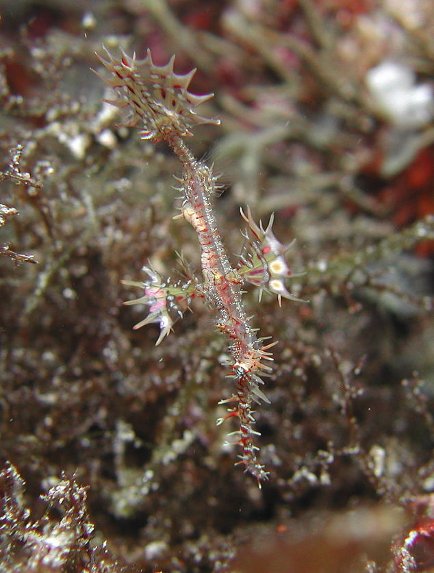 ornate ghost pipefish