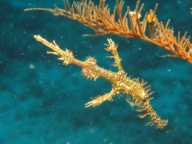 Ornate ghost pipefish