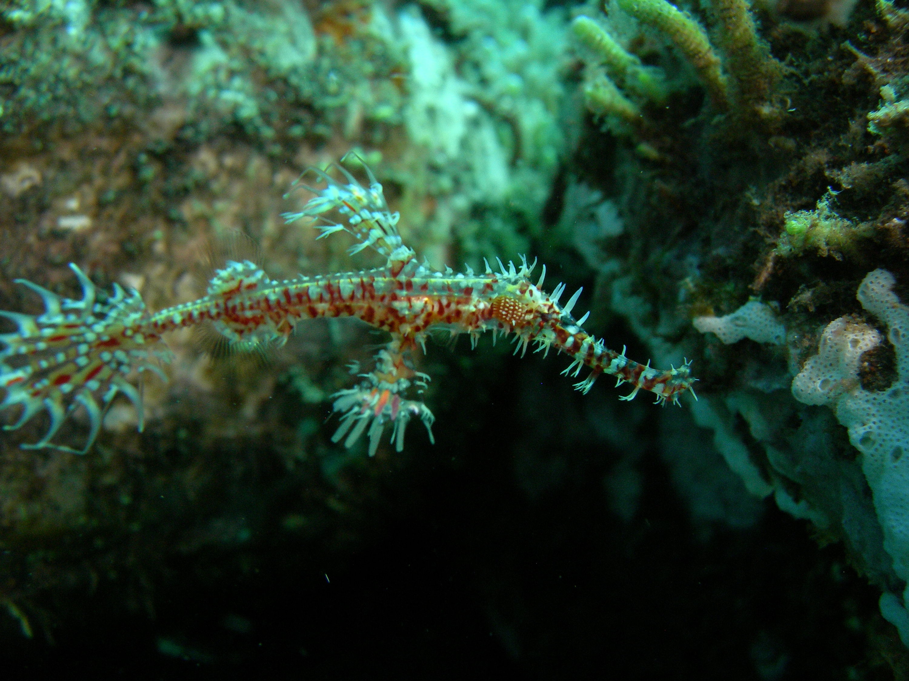 Ornate Ghost Pipefishes