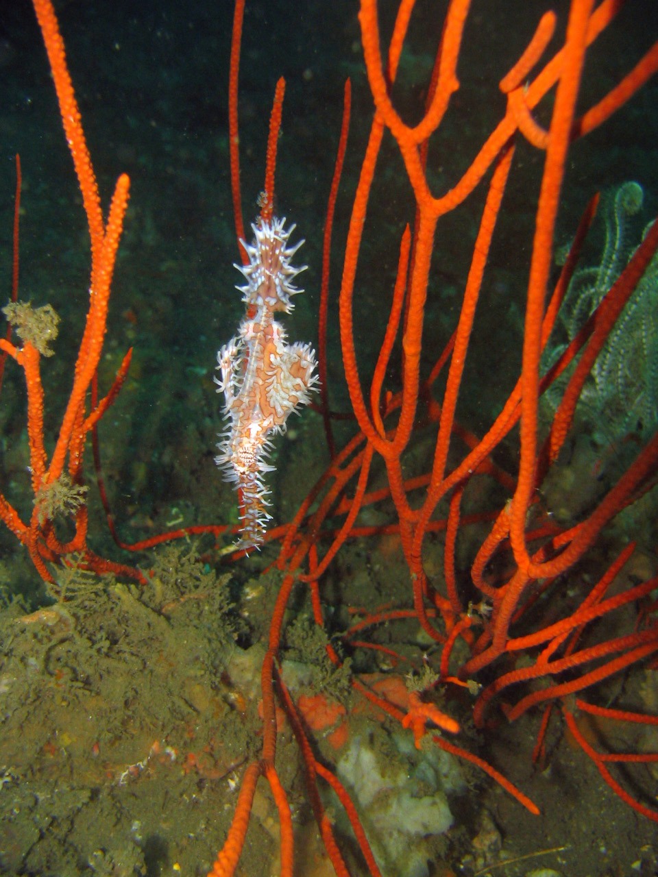 Ornate ghostpipefish