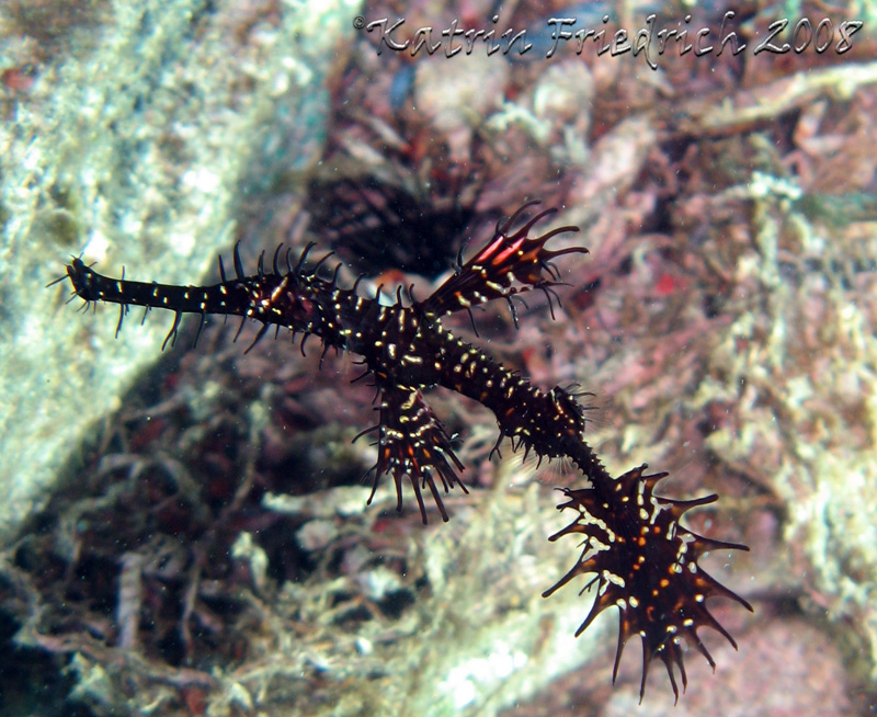 ornate ghostpipefish