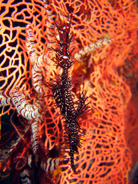 Ornate Ghostpipefish