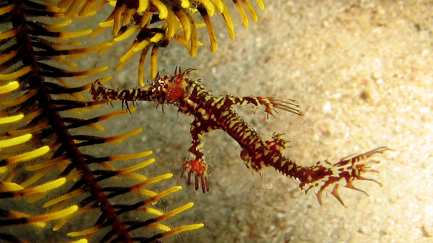 Ornate (Juvenile)