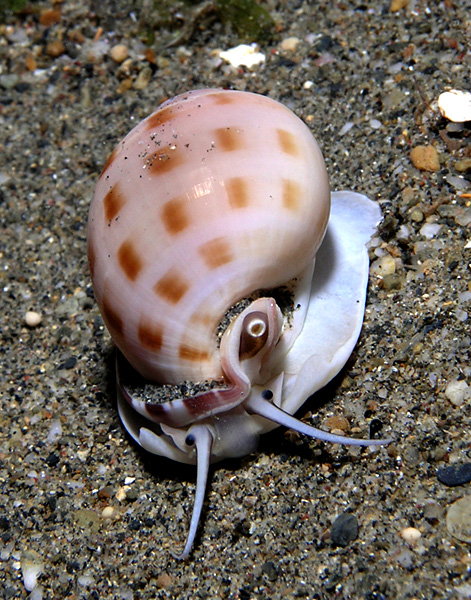 Ornate snail