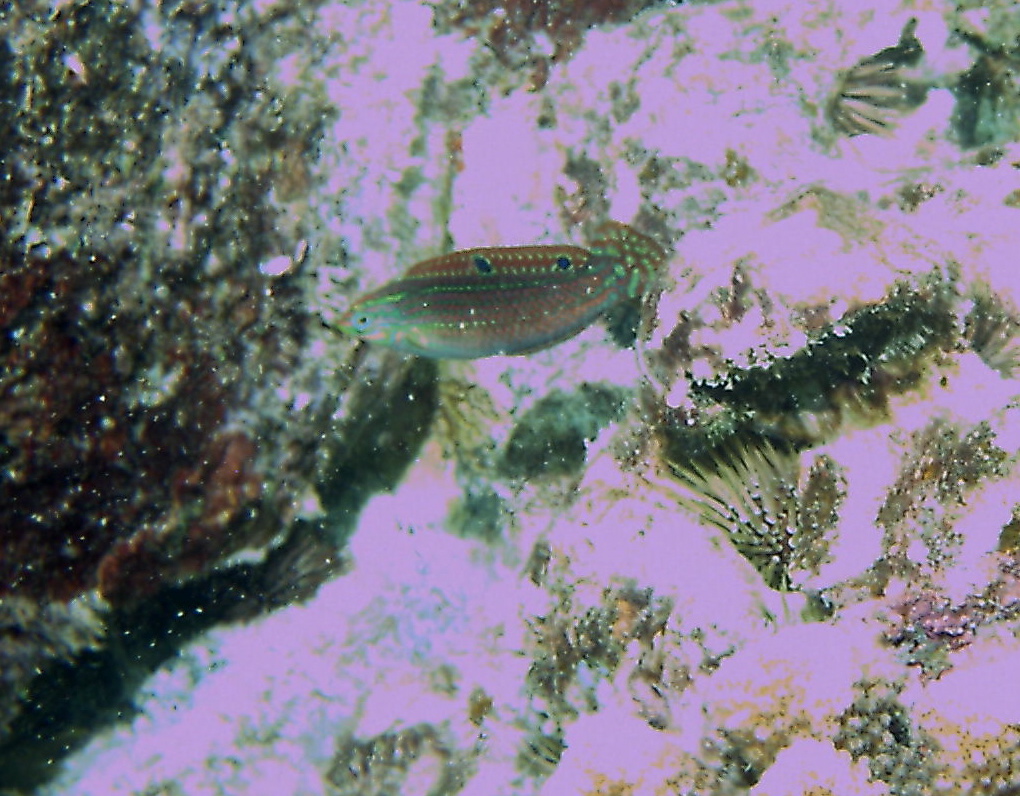 ornate wrasse