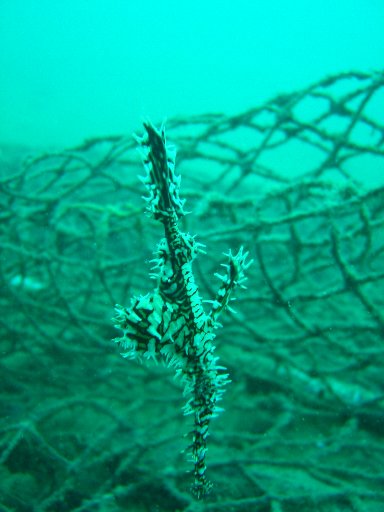 Ornateghostfish-thailand