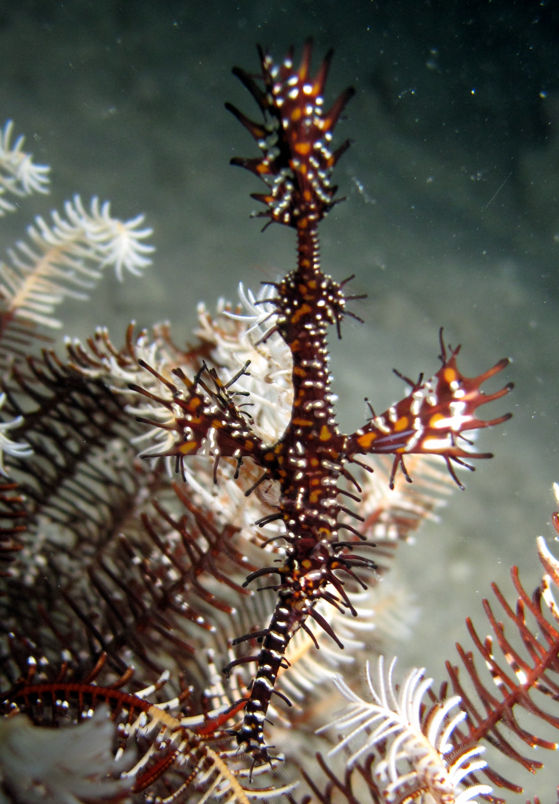 Orniment ghostpipe fish