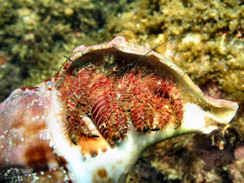 Oshima Hermit Crab