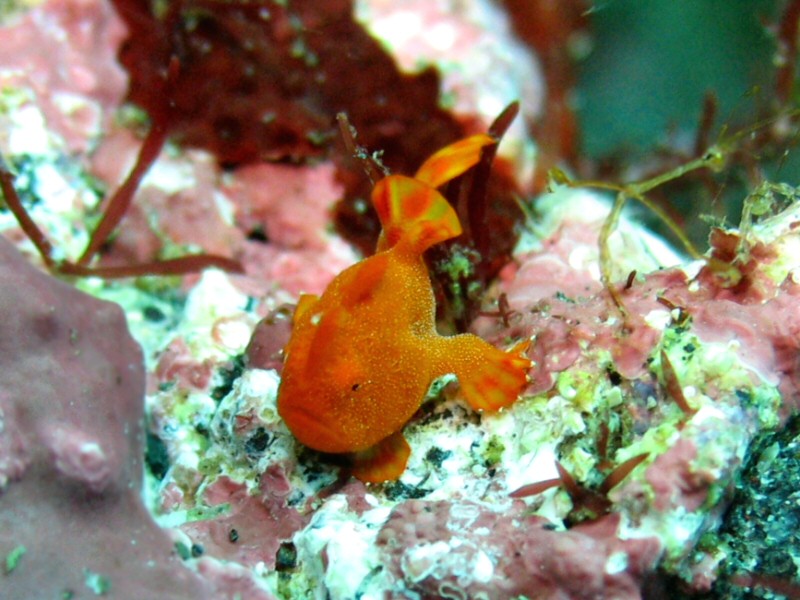 Oshima Juvenile frog fish