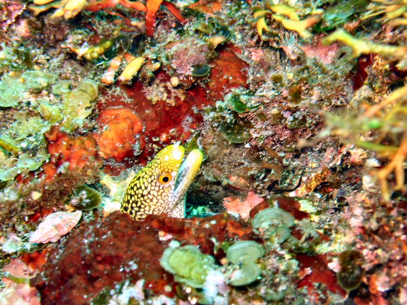 Oshima Juvenile moray