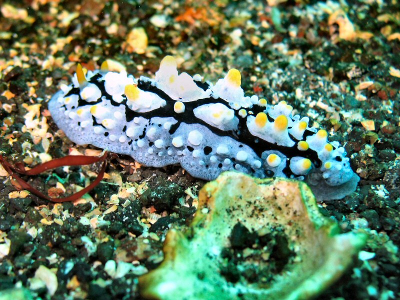 Oshima more nudi