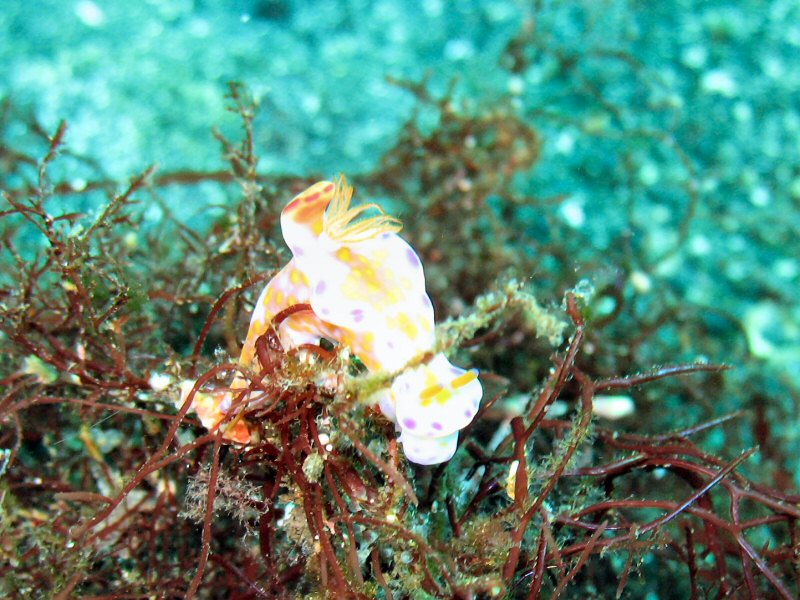 Oshima nudi