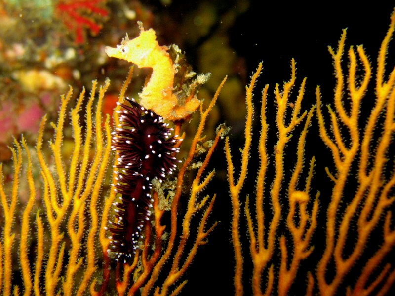 Oshima Sea Horse and Nudi