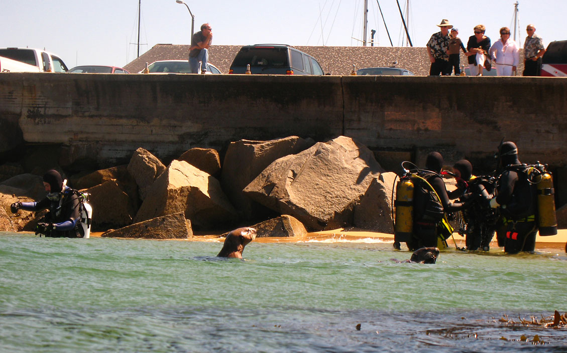 Otters checking out the divers at Breakwater