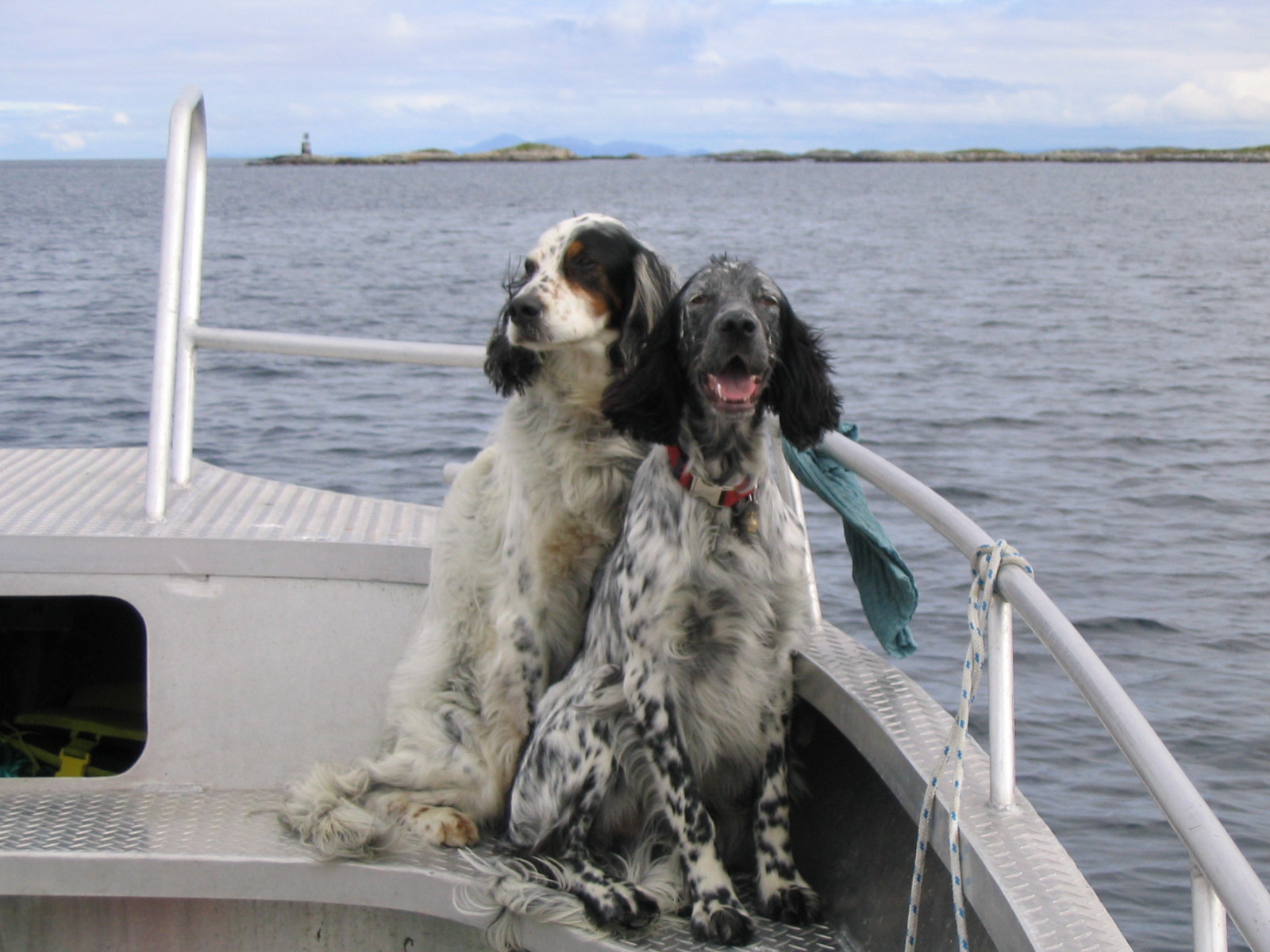 Our dogs love boating!
