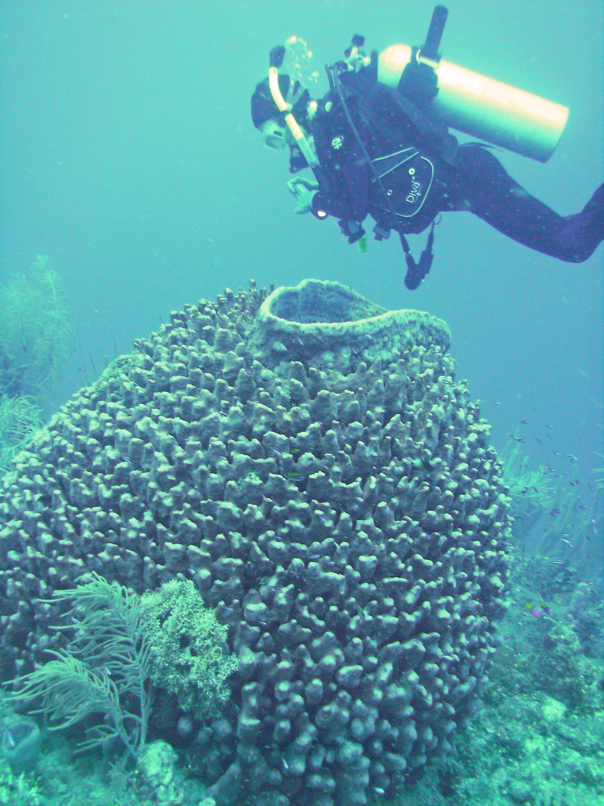 our week of diving and relaxing in Belize on TIR