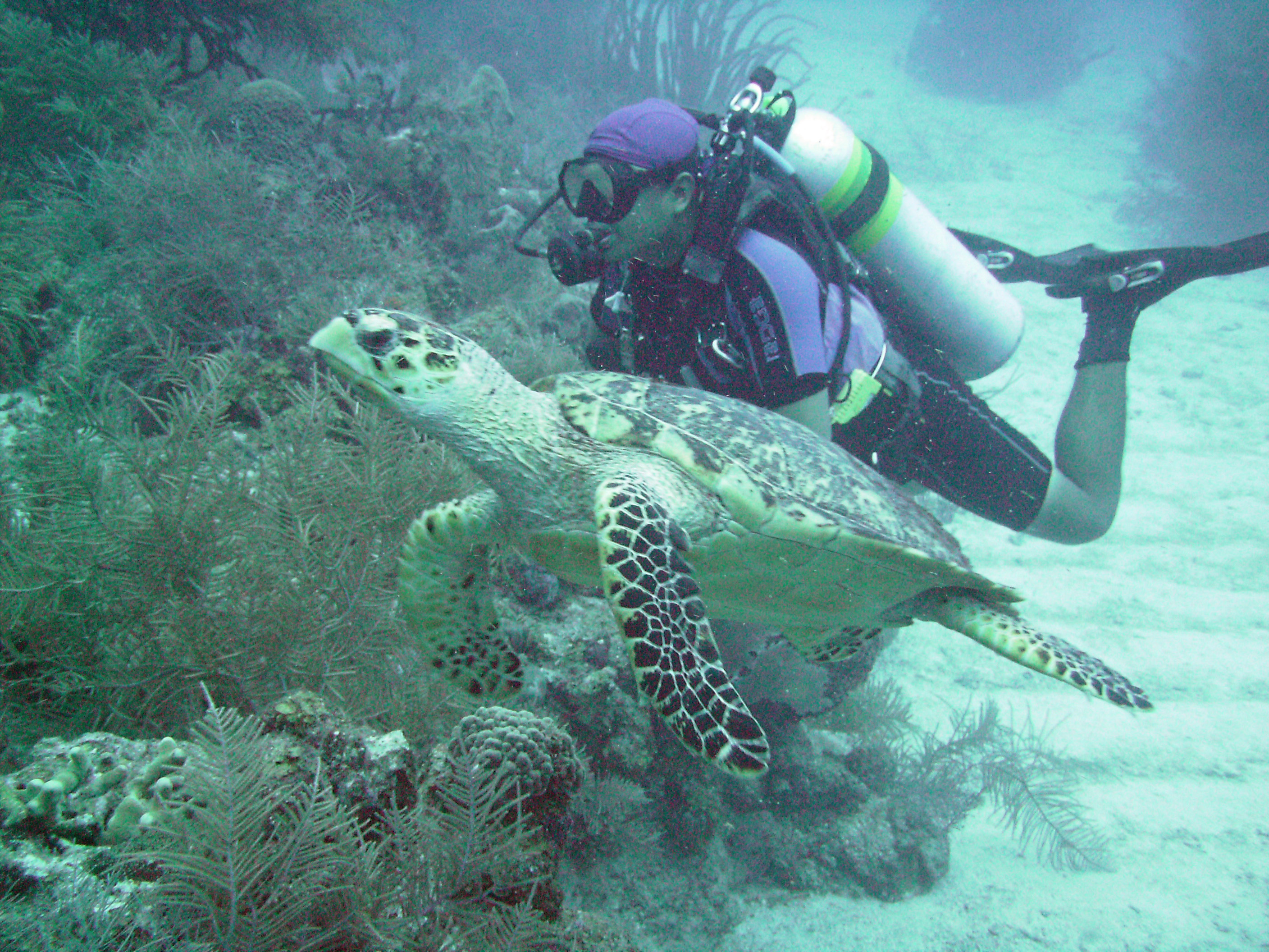 our week of diving and relaxing in Belize on TIR