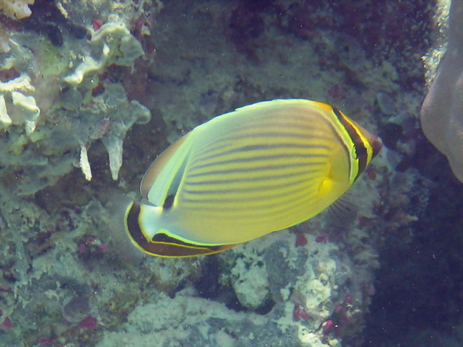 Oval Butterflyfish