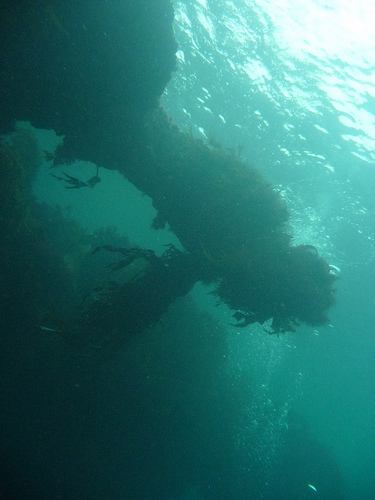 Overhangs and kelp