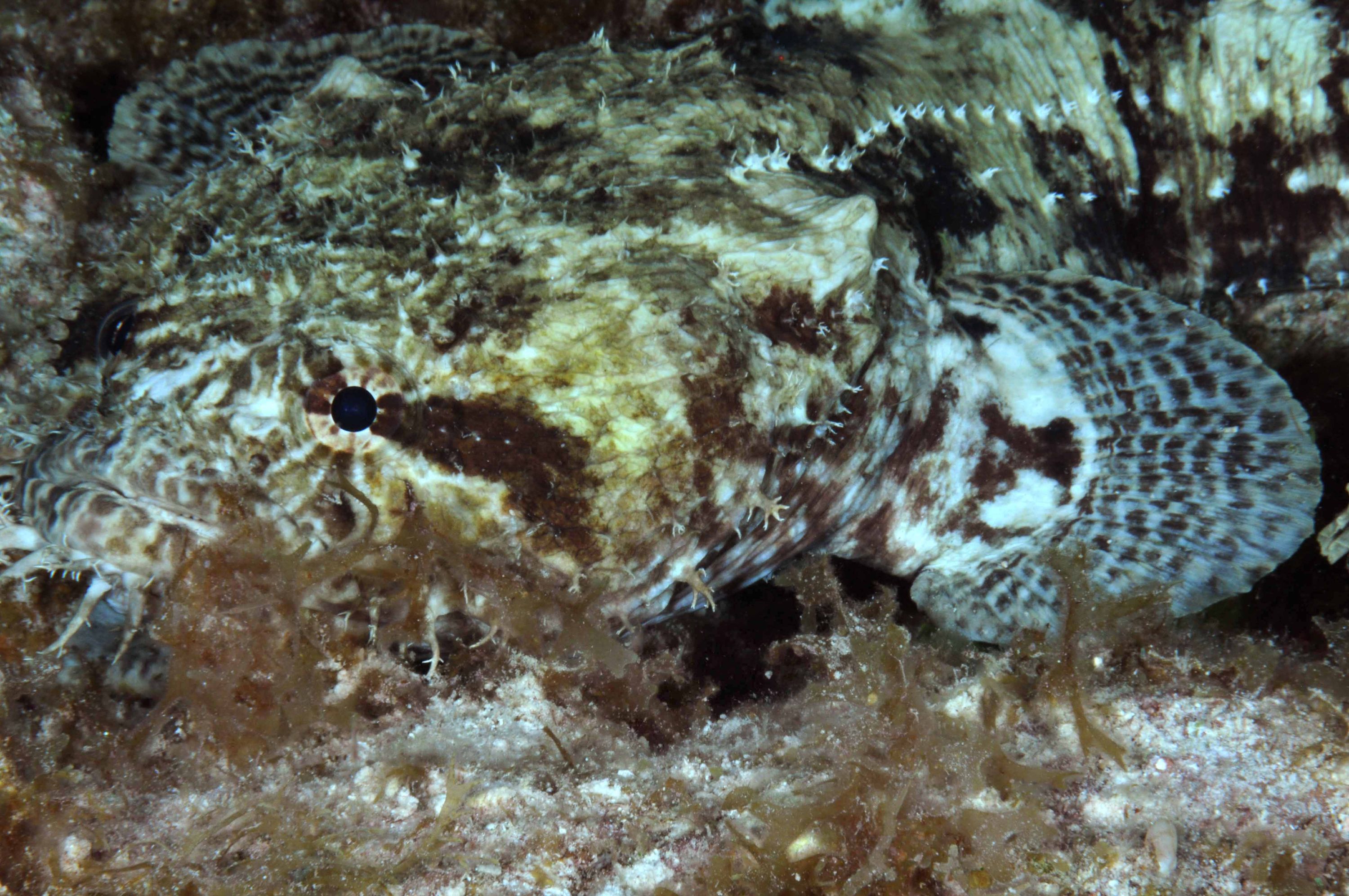 Oyster Toadfish?