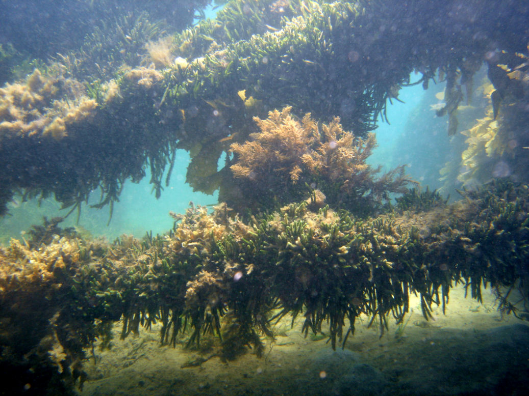 Ozone wreck