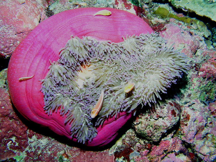 P0046_Pink_anemonefish_in_pink_anemone