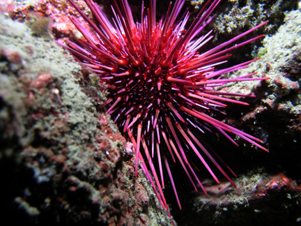 P008_Red_Sea_Urchin
