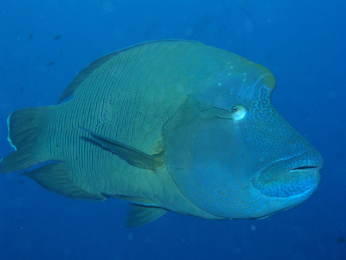 P0111_Humphead_Wrasse_-_very_curious