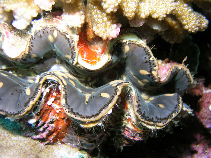 P0129_Giant_Clam_with_Gray_mantle