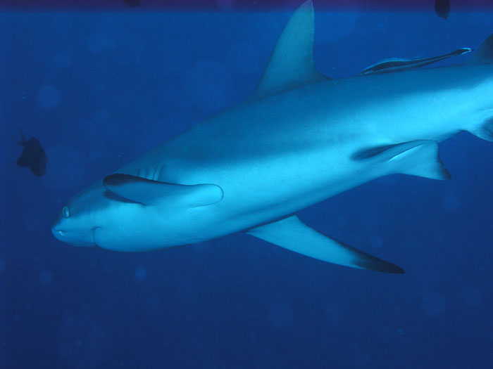 P0294_Close_up_of_Gray_Reef_Shark