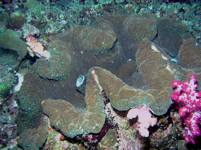 P0330_Giant_Clam