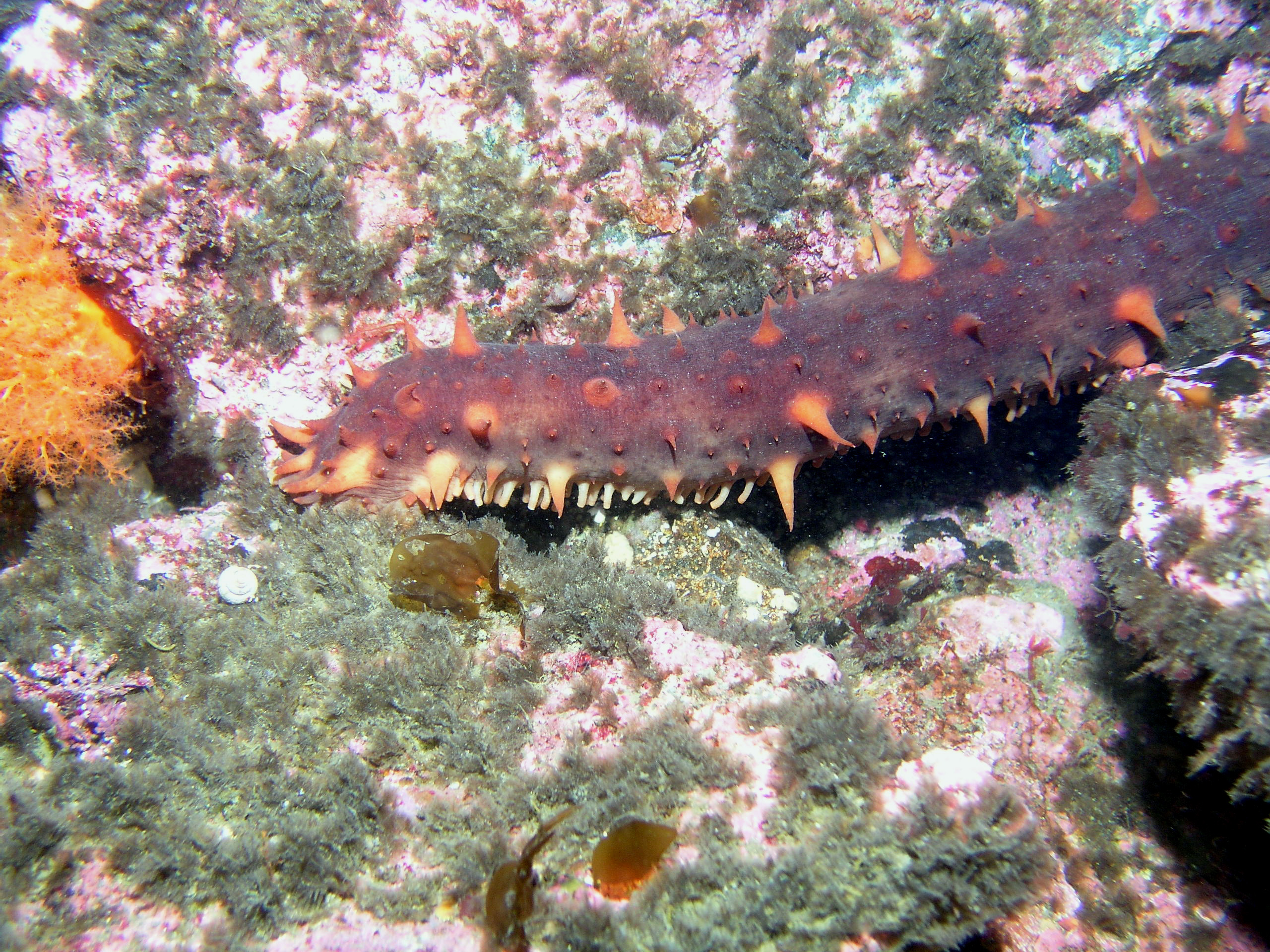 P038_Giant_Sea_Cucumber