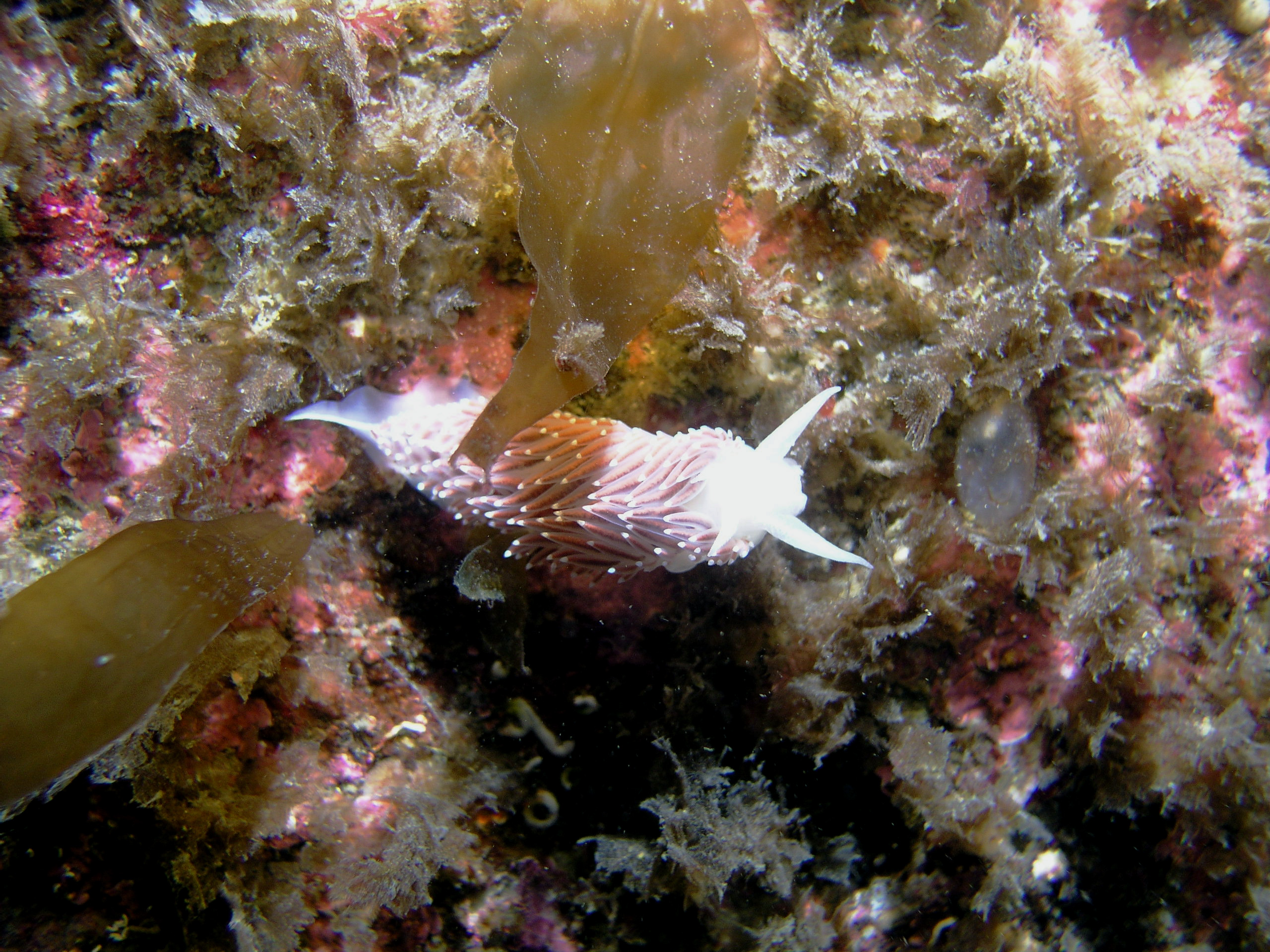 P044_Red_Flabellina