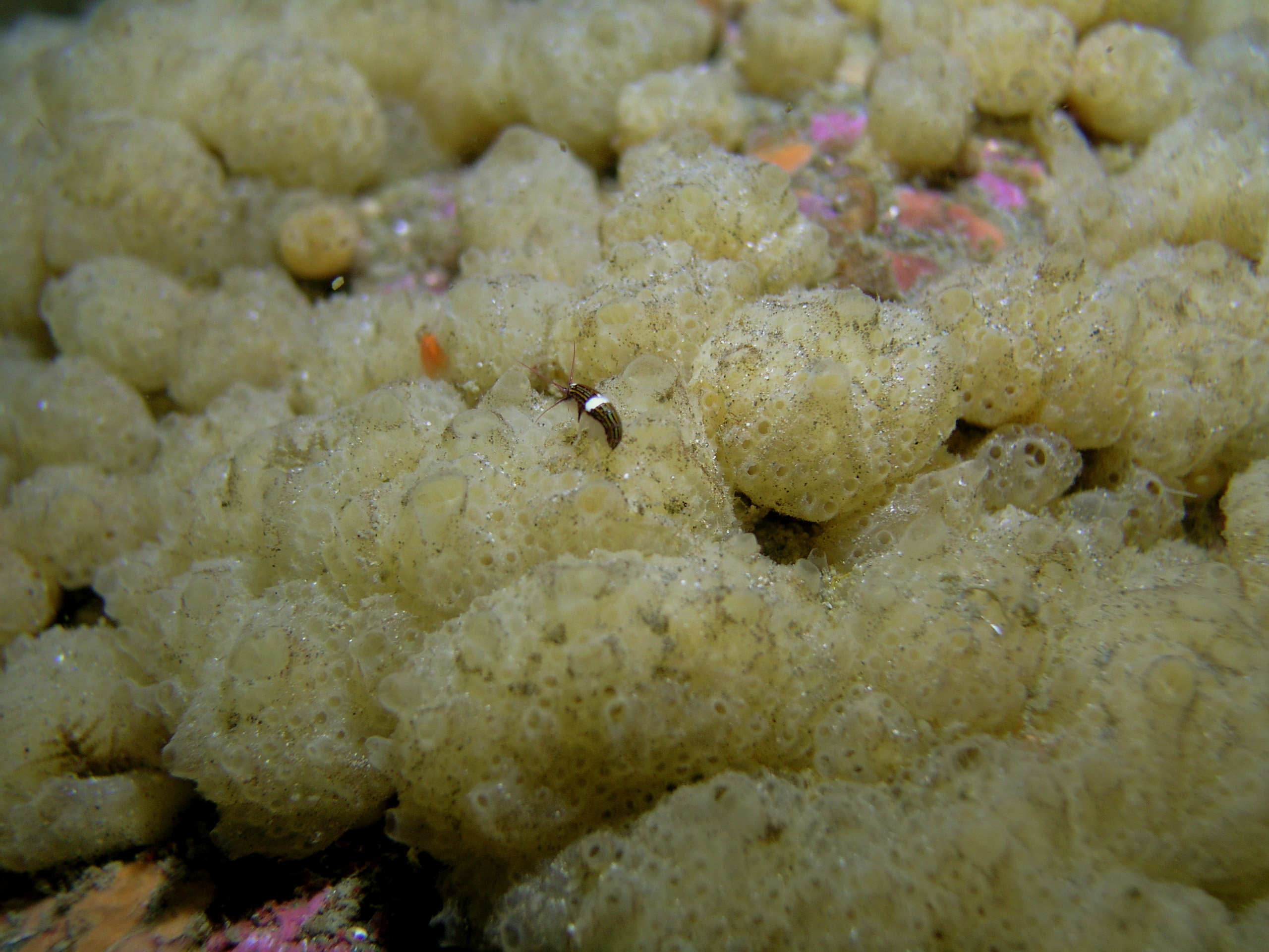 P078_Yellow_Mushroom_Ascidian_with_small_shrimp_larva