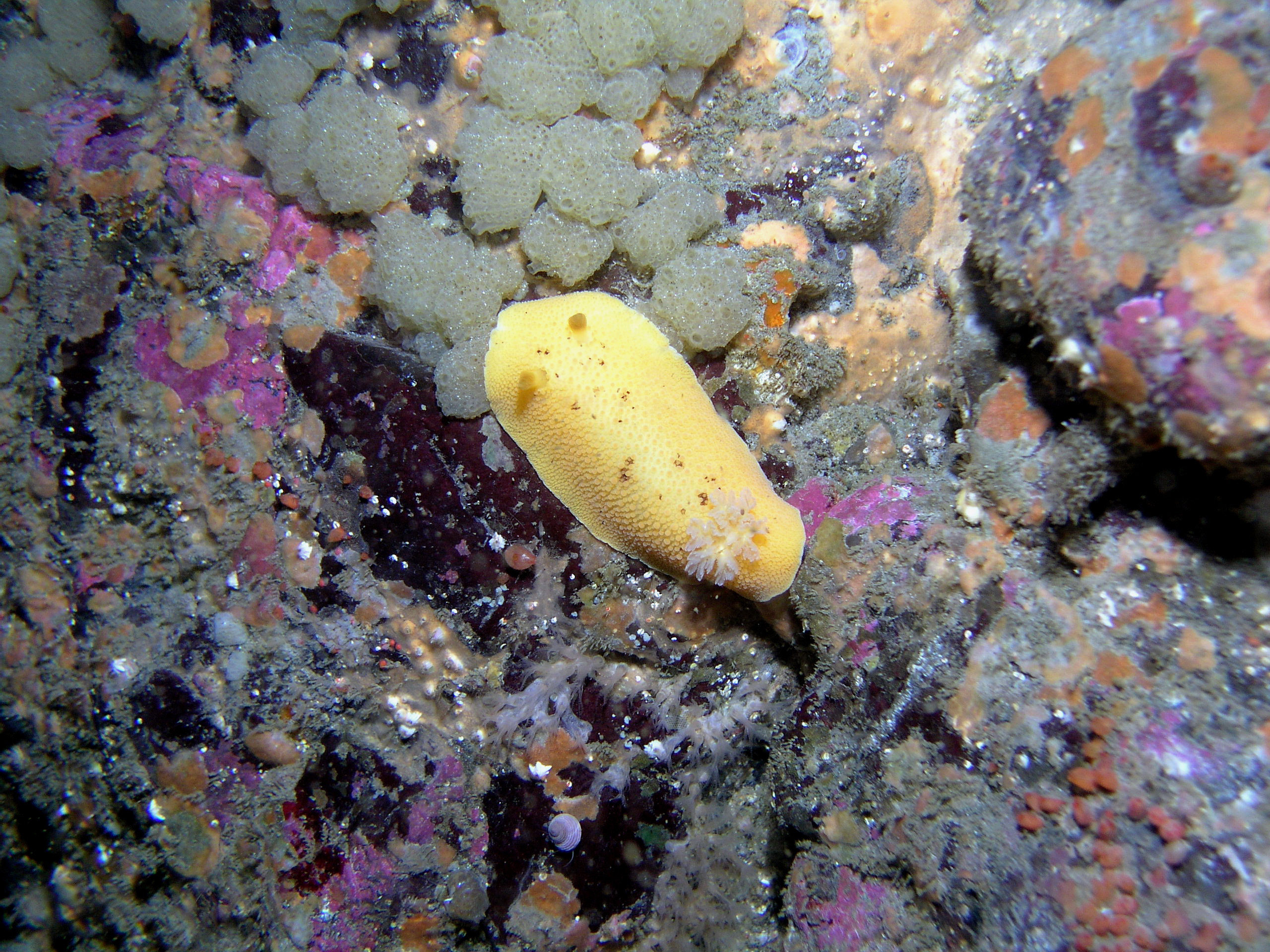 P091_Monterey_Sea_Lemon_eating_yellow_Mushroom_Ascidian