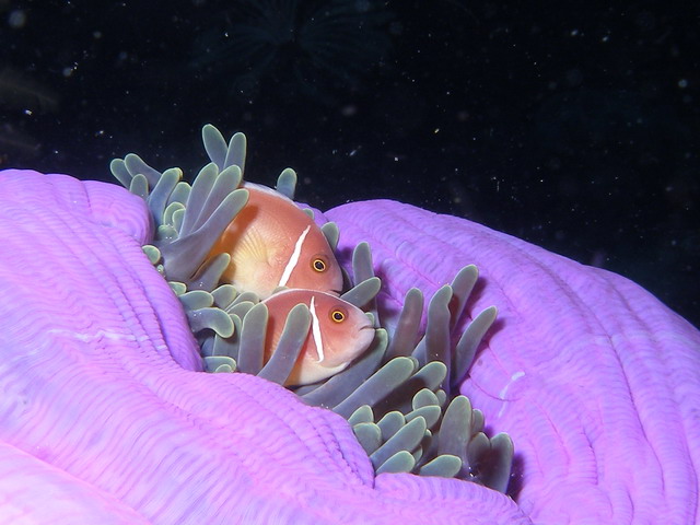 P6110015