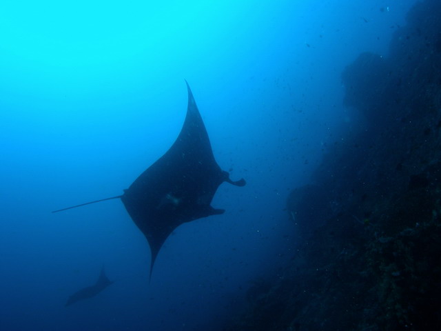 P61200051
