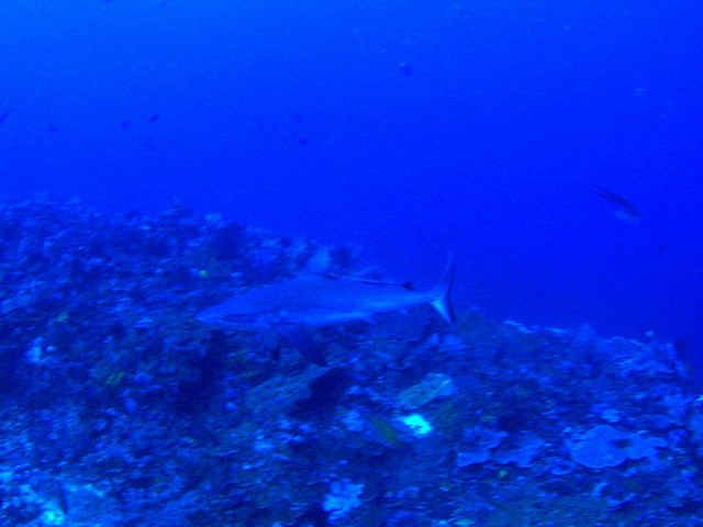 P6130046_sm