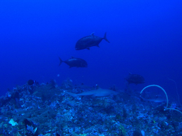 P6130051