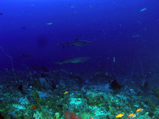 P61400071