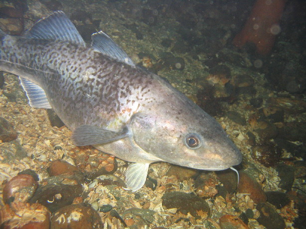 Pacific Cod