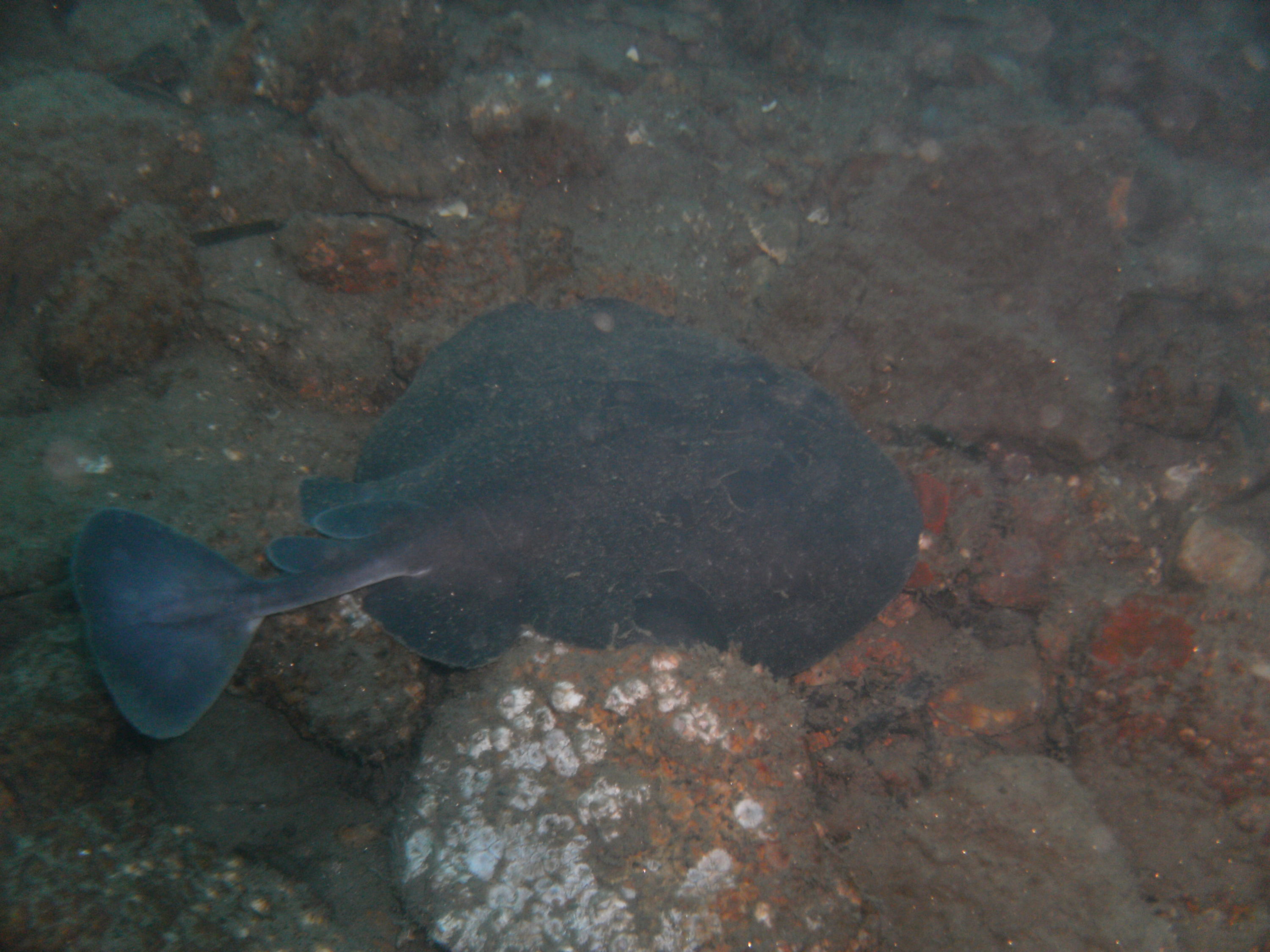 Pacific Electric Ray